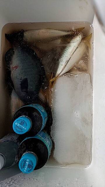 今津湾に珍魚「カライワシ」襲来！ ヒットと同時にジャンプ